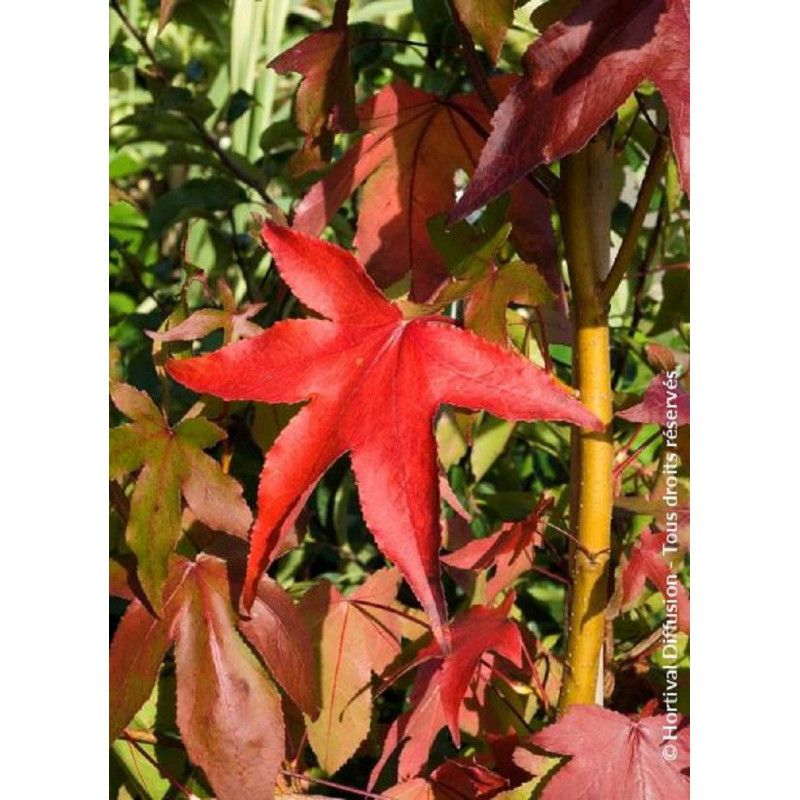 LIQUIDAMBAR styraciflua THEA