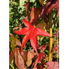 LIQUIDAMBAR styraciflua THEA