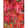 LIQUIDAMBAR styraciflua WORPLESDON