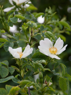 ROSA arvensis