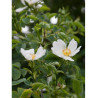 ROSA arvensis