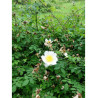 ROSA arvensis