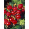 ROSA rugosa