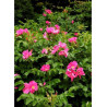 ROSA rugosa