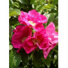 ROSA rugosa