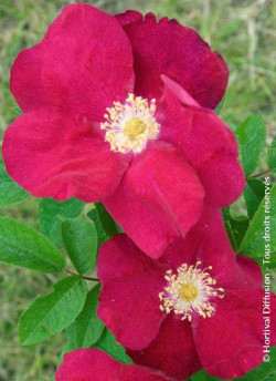 ROSA rugosa CARMEN