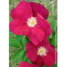 ROSA rugosa CARMEN