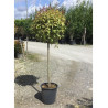 LIGUSTRUM japonicum EXCELSUM SUPERBUM