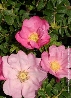 ROSA rugosa FRAU DAGMAR HASTRUP