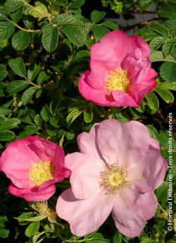 ROSA rugosa FRAU DAGMAR HASTRUP
