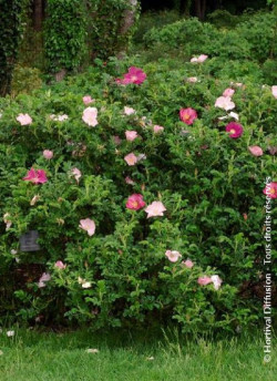 ROSA rugosa FRAU DAGMAR HASTRUP