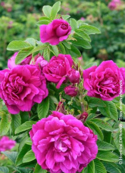ROSA rugosa HANSA