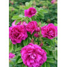 ROSA rugosa HANSA