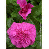 ROSA rugosa HANSA