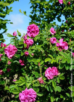 ROSA rugosa HANSA