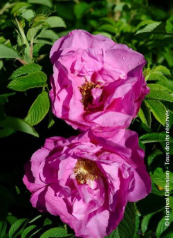 ROSA rugosa PUSSY