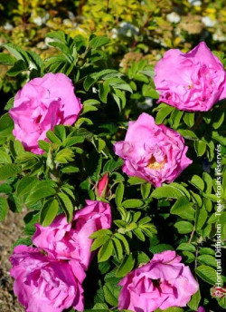 ROSA rugosa PUSSY