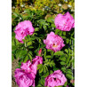 ROSA rugosa PUSSY