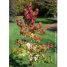 LIQUIDAMBAR styraciflua GOLDEN SUN