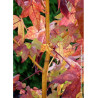 LIQUIDAMBAR styraciflua GOLDEN SUN