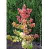 LIQUIDAMBAR styraciflua GOLDEN SUN