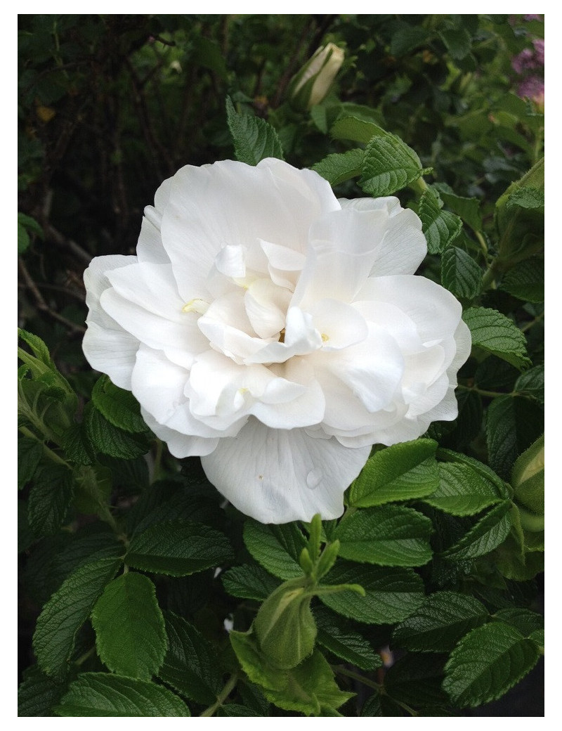 ROSIER BLANC DOUBLE DE COUBERT