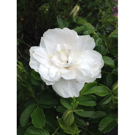 ROSIER BLANC DOUBLE DE COUBERT