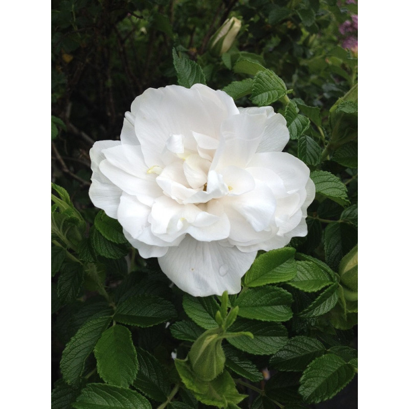 ROSIER BLANC DOUBLE DE COUBERT