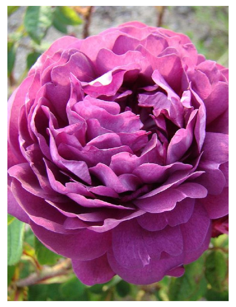 ROSIER CARDINAL DE RICHELIEU