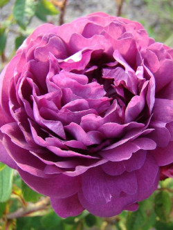 ROSIER CARDINAL DE RICHELIEU