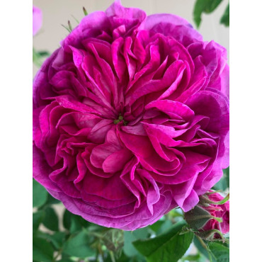 ROSIER CHARLES DE MILLS