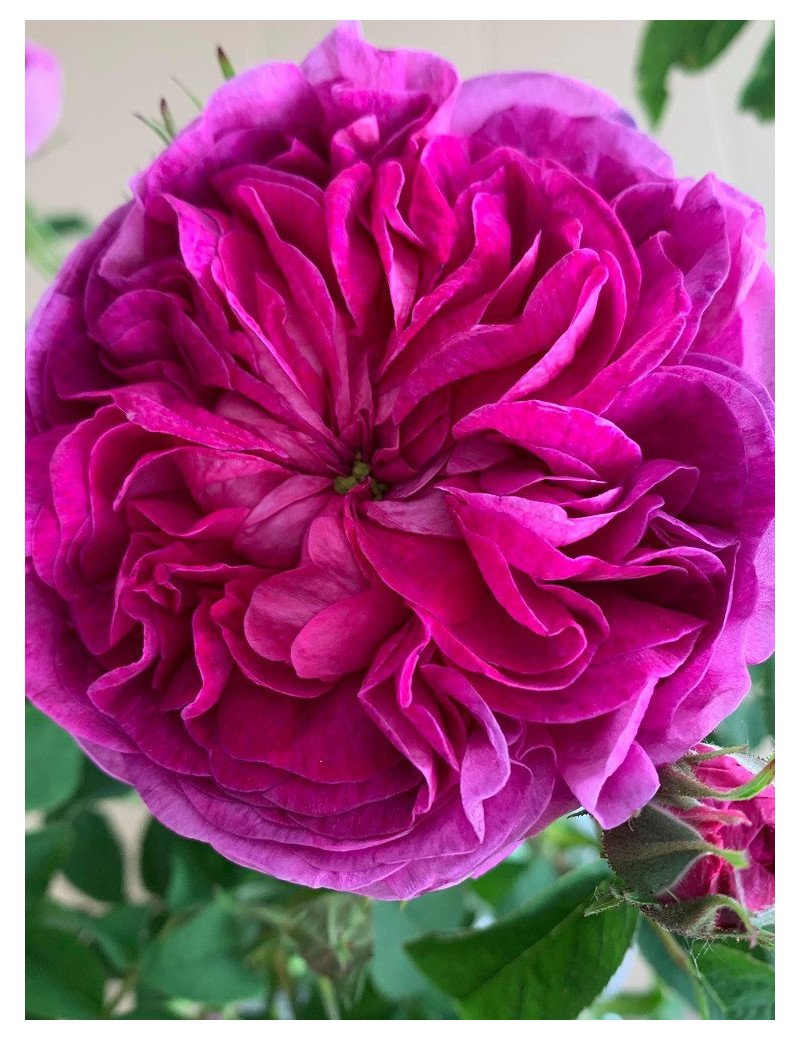 ROSIER CHARLES DE MILLS