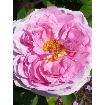 ROSIER COMTE DE CHAMBORD