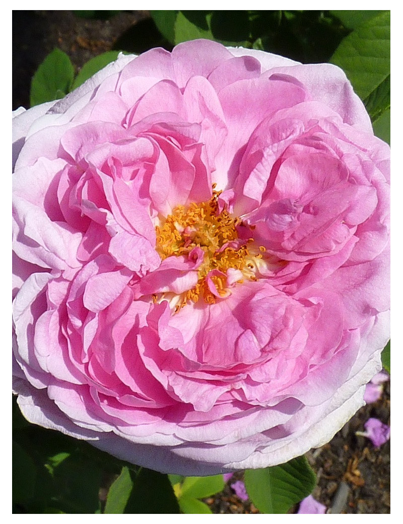 ROSIER COMTE DE CHAMBORD