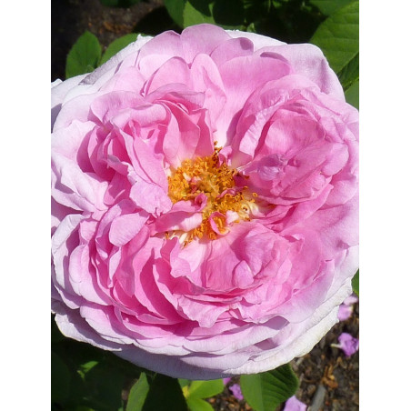 ROSIER COMTE DE CHAMBORD