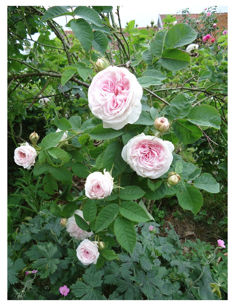 ROSIER CUISSE DE NYMPHE