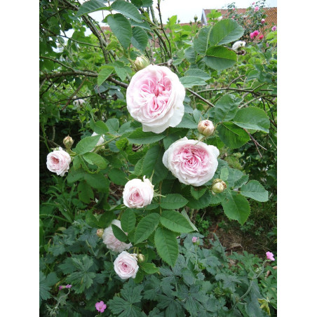 ROSIER CUISSE DE NYMPHE