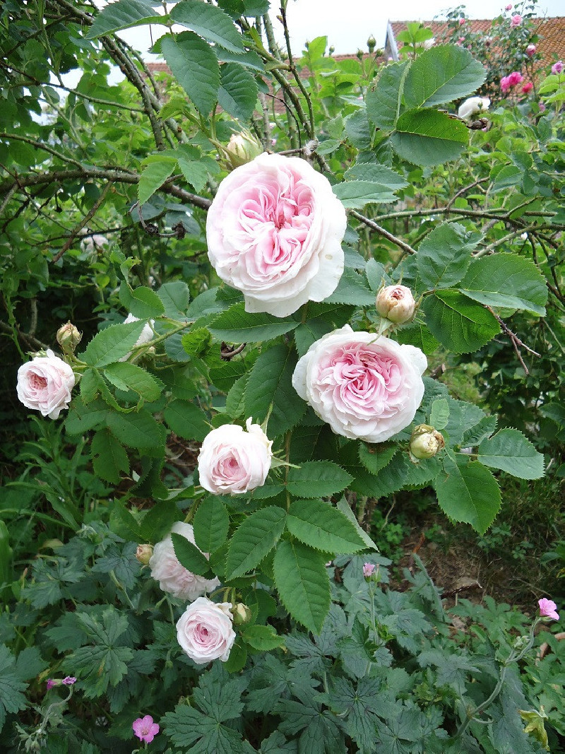 ROSIER CUISSE DE NYMPHE