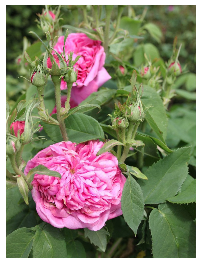 ROSIER YOLANDE D'ARAGON