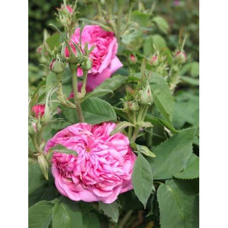 ROSIER YOLANDE D'ARAGON