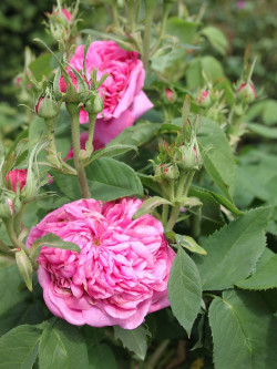 ROSIER YOLANDE D'ARAGON