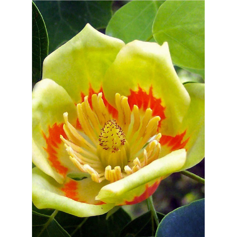 LIRIODENDRON tulipifera