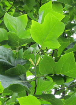 LIRIODENDRON tulipifera
