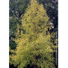 LIRIODENDRON tulipifera AUREOMARGINATUM
