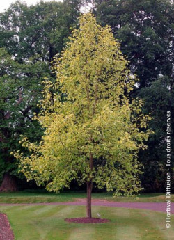 LIRIODENDRON tulipifera AUREOMARGINATUM