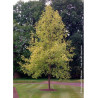 LIRIODENDRON tulipifera AUREOMARGINATUM