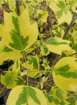 LIRIODENDRON tulipifera AUREOMARGINATUM