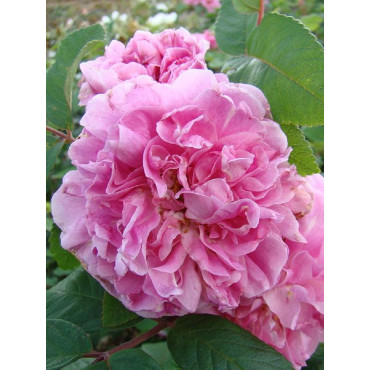 ROSIER THÉRÈSE BUGNET