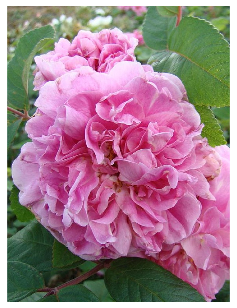 ROSIER THÉRÈSE BUGNET