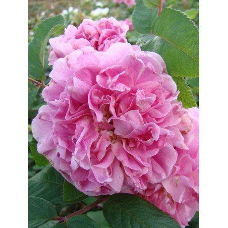 ROSIER THÉRÈSE BUGNET